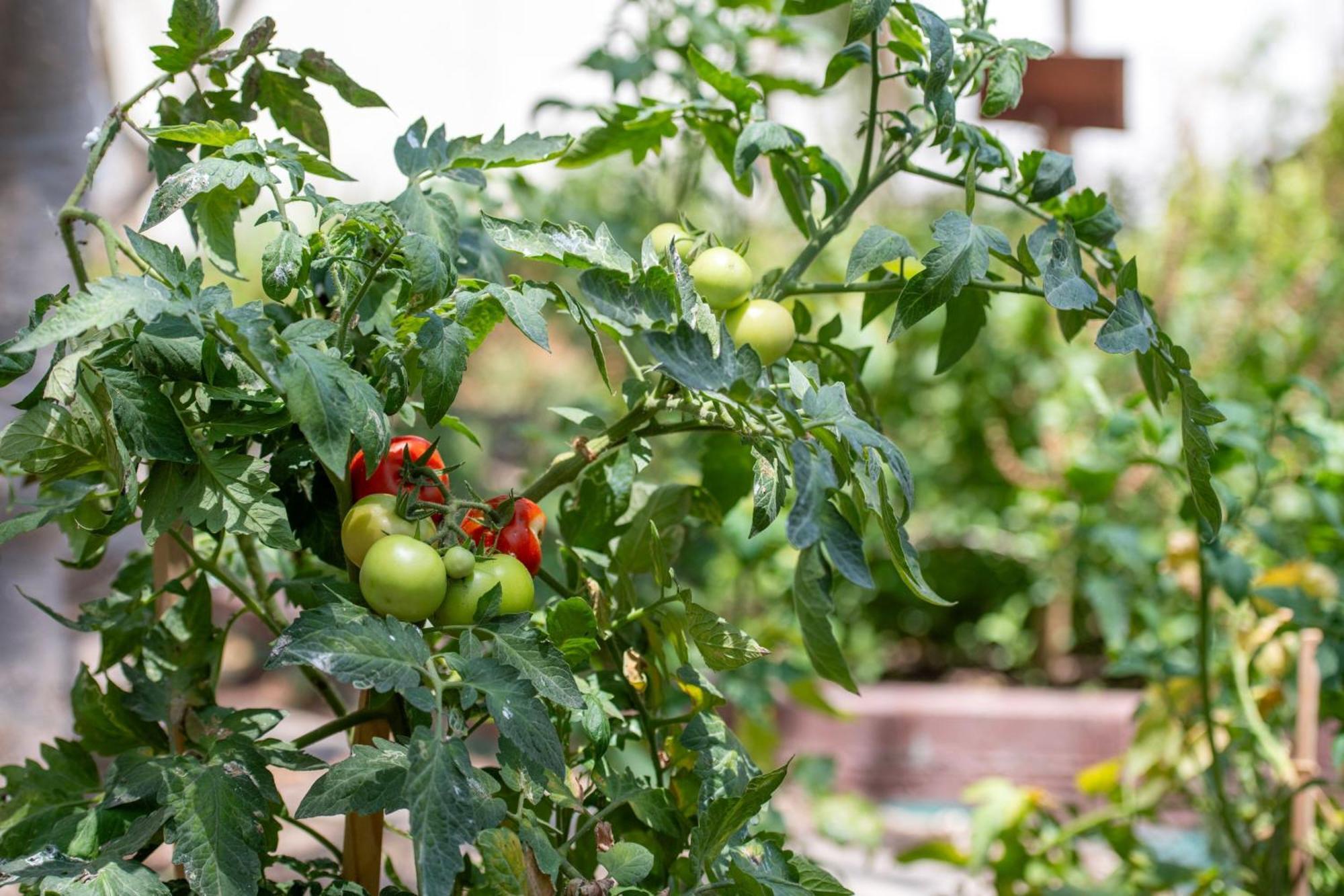 The Ritz-Carlton, Doha Hotel Kültér fotó Tomato plants